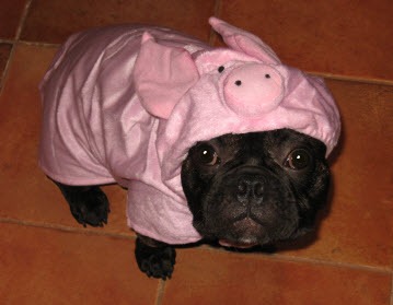 Fact About Halloween